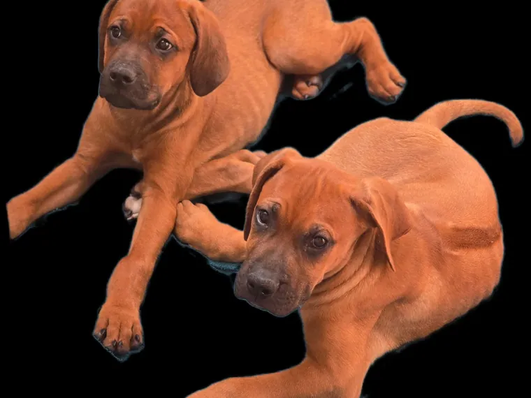 Rhodesian Ridgeback de raza pura en casa — Mascooriente