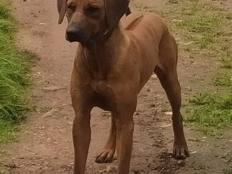 Rhodesian Ridgeback de raza pura — Mascooriente