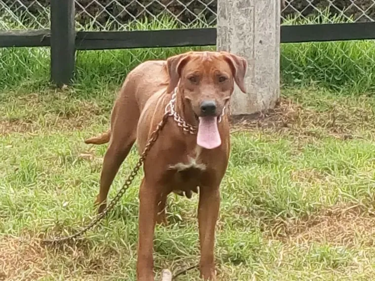 Rhodesian Ridgeback de raza pura — Mascooriente