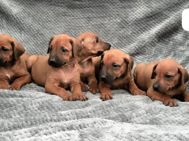 Rhodesian Ridgeback de raza pura — Mascooriente