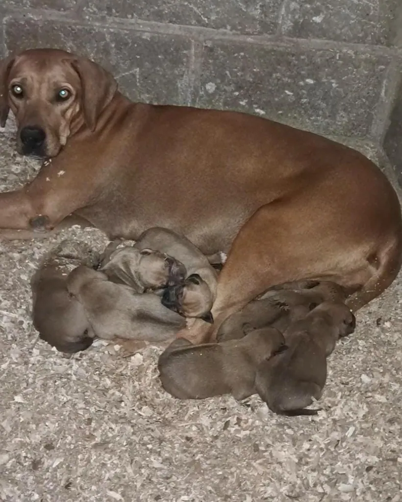 Rhodesian Ridgeback de raza pura — Mascooriente