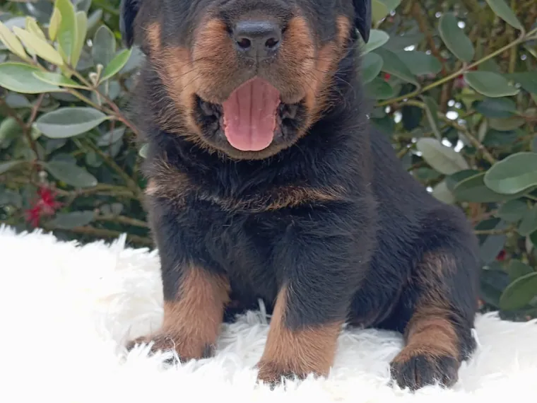 Rottweiler — carácter y personalidad