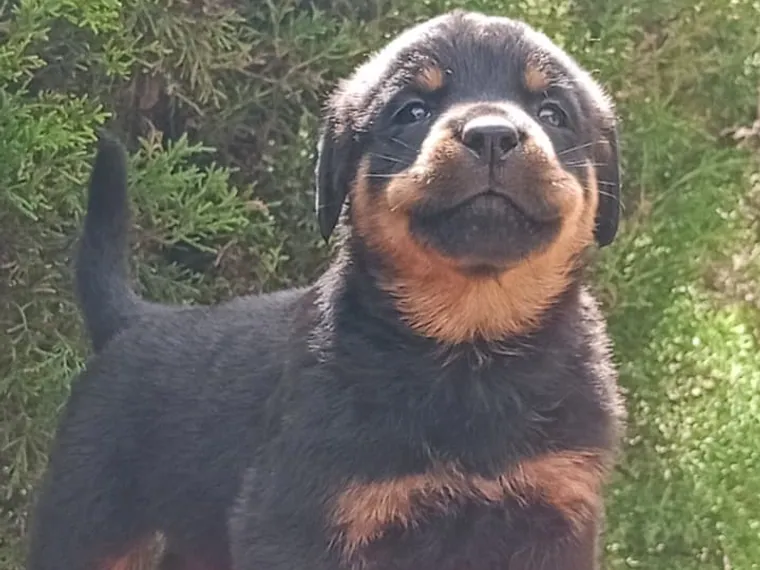 Rottweiler — cuidados