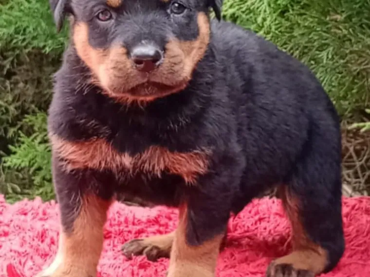 Rottweiler de raza pura en casa — Mascooriente