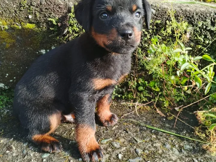 Rottweiler de raza pura — Mascooriente