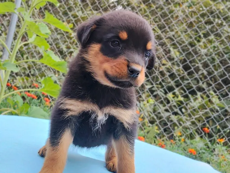 Rottweiler de raza pura — Mascooriente