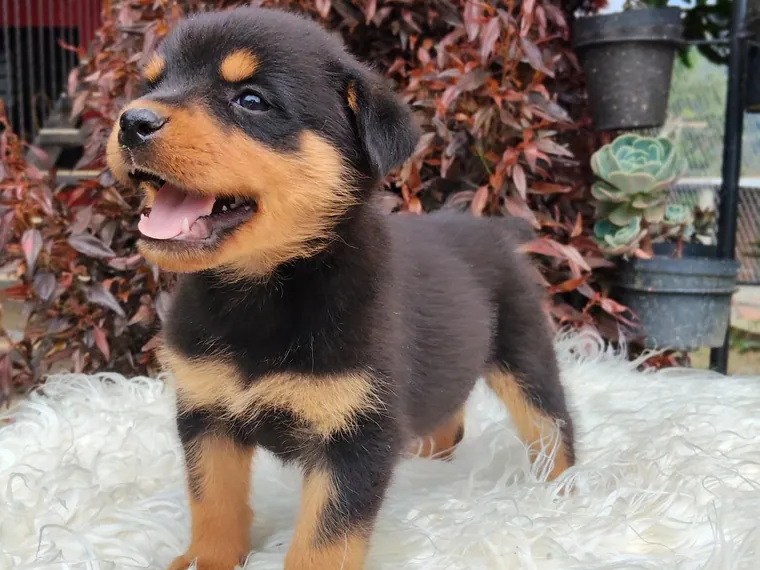 Rottweiler de raza pura — Mascooriente