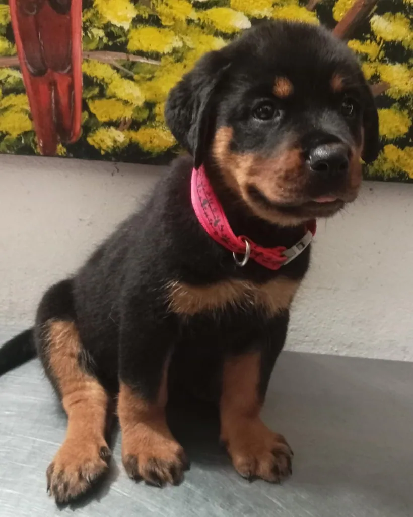 Rottweiler de raza pura — Mascooriente