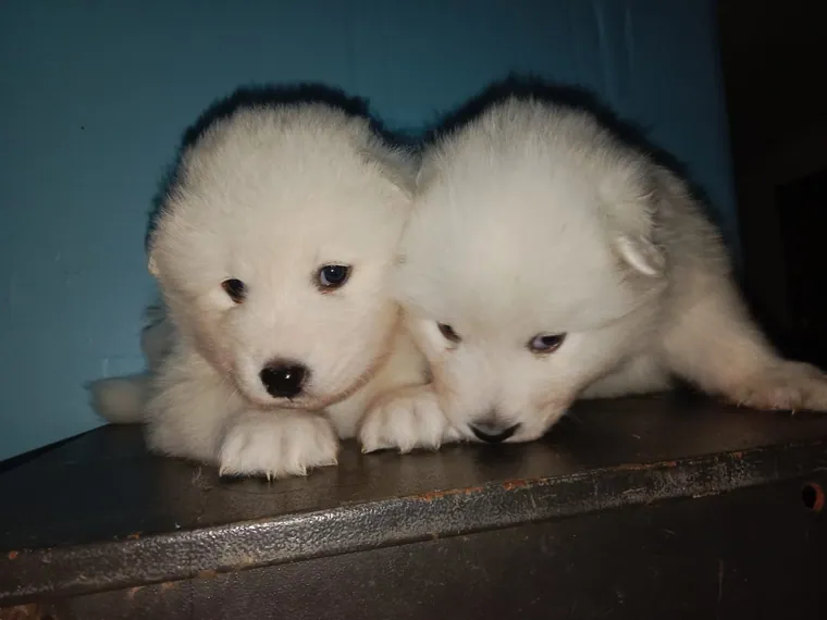 Samoyedo — carácter y personalidad