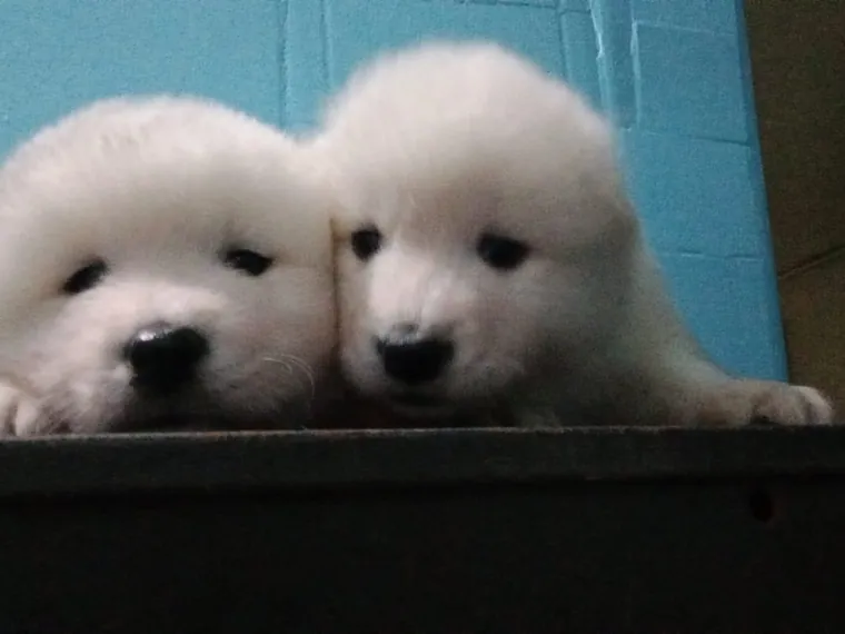Samoyedo — cuidados