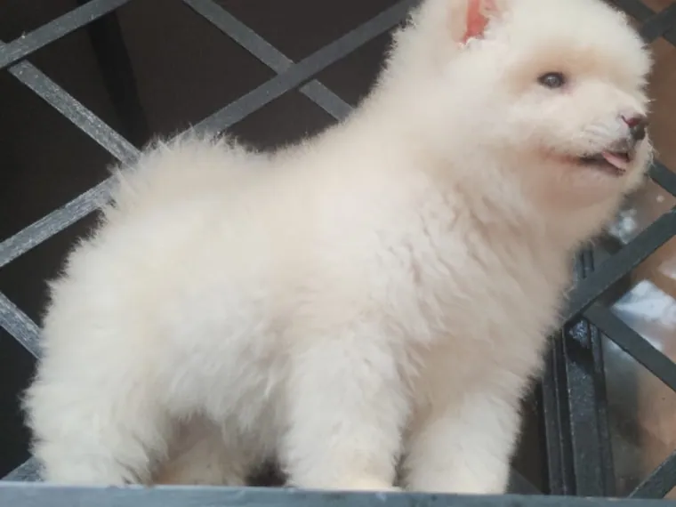 Samoyedo de raza pura en casa — Mascooriente