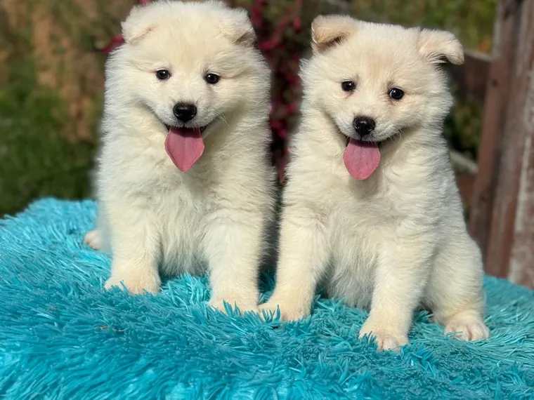 Samoyedo de raza pura — Mascooriente