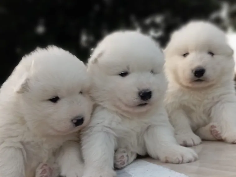 Samoyedo de raza pura — Mascooriente