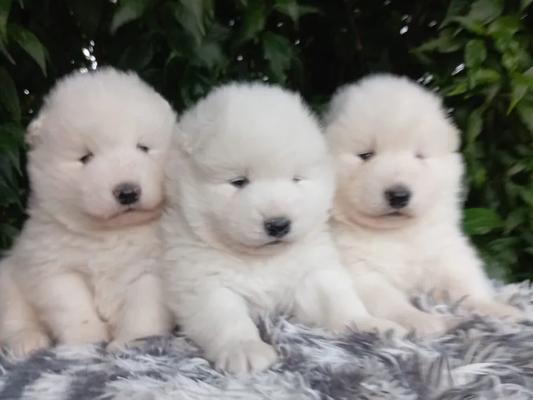 Samoyedo de raza pura — Mascooriente