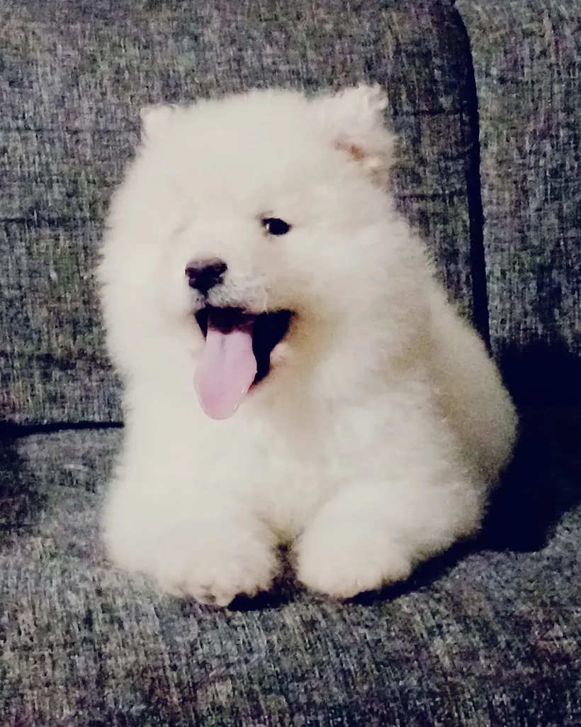 Samoyedo de raza pura — Mascooriente
