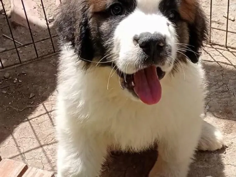 San Bernardo de raza pura en casa — Mascooriente