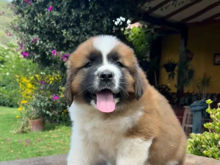 San Bernardo de raza pura — Mascooriente