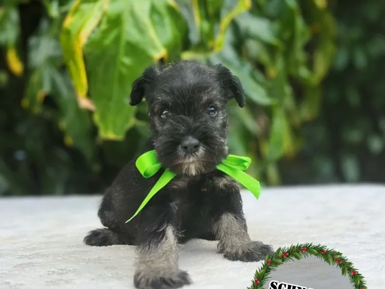 Schnauzer — carácter y personalidad