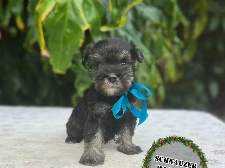 Schnauzer de raza pura en casa — Mascooriente