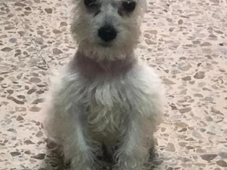 Schnauzer de raza pura — Mascooriente