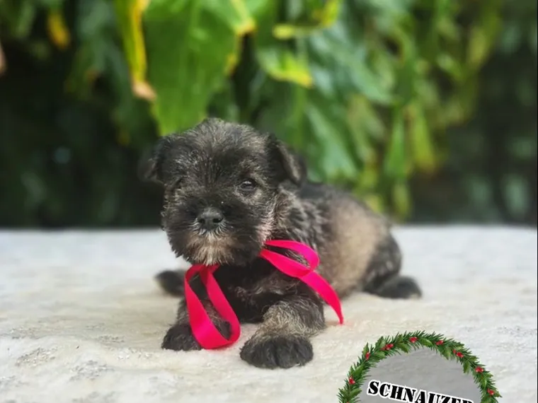 Schnauzer de raza pura — Mascooriente