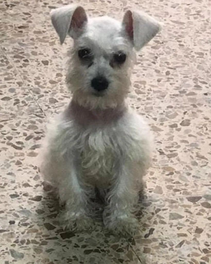 Schnauzer de raza pura — Mascooriente