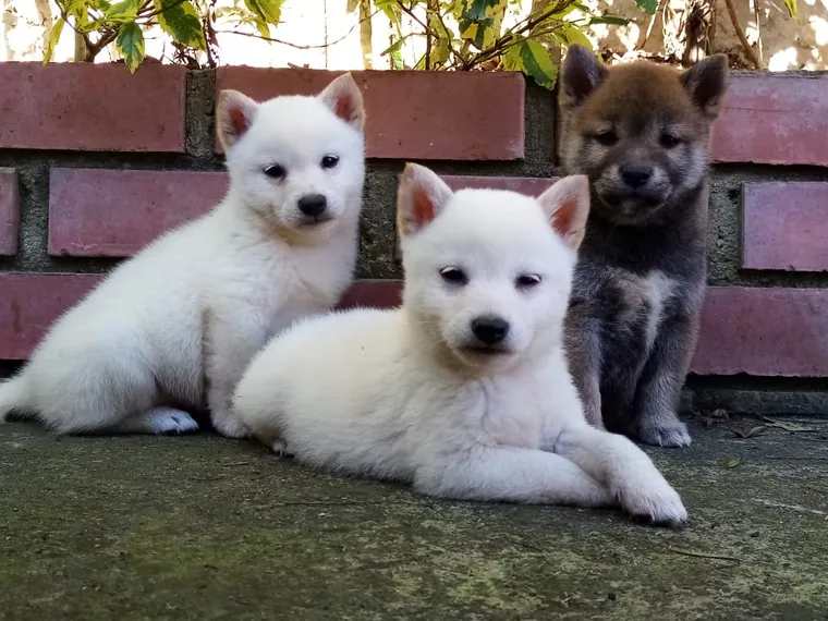 Shiba Inu — carácter y personalidad