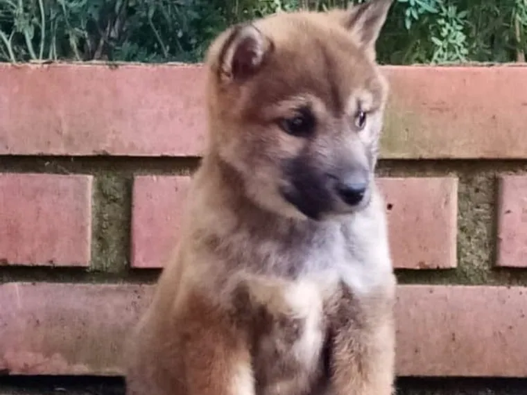 Shiba Inu — cuidados