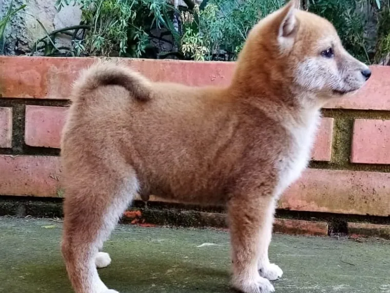 Shiba Inu de raza pura en casa — Mascooriente