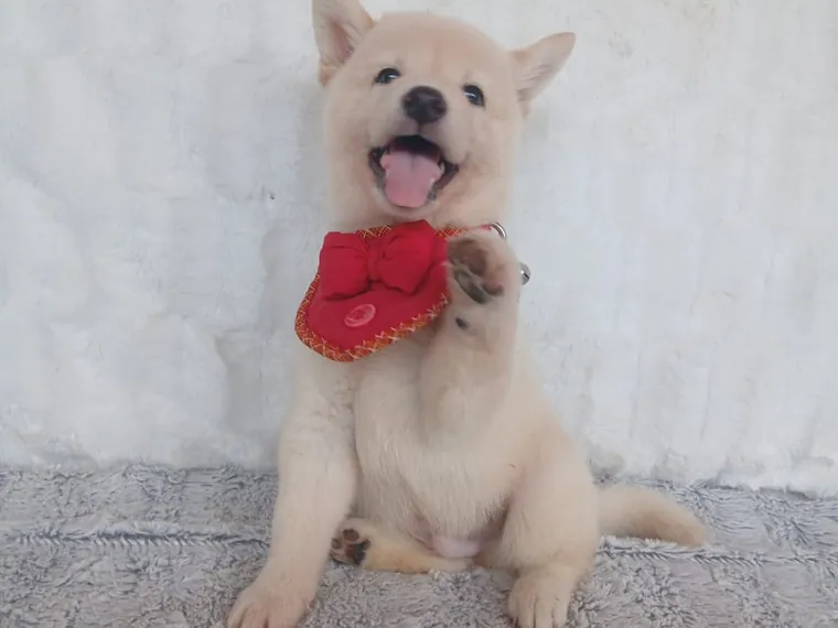 Shiba Inu de raza pura — Mascooriente