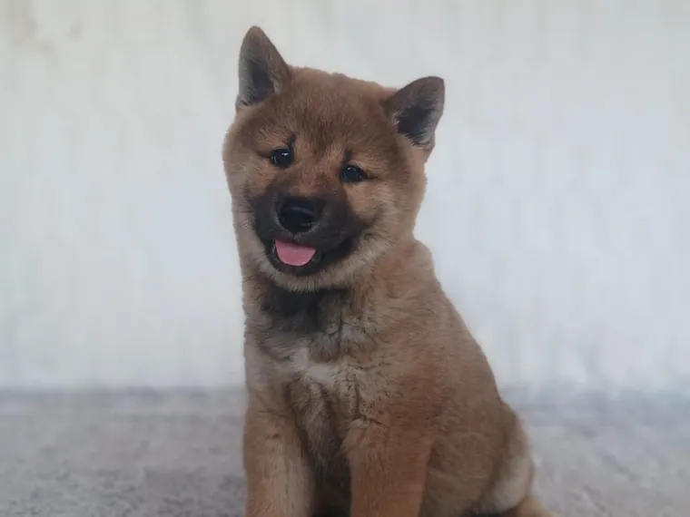 Shiba Inu de raza pura — Mascooriente