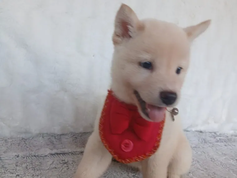 Shiba Inu de raza pura — Mascooriente