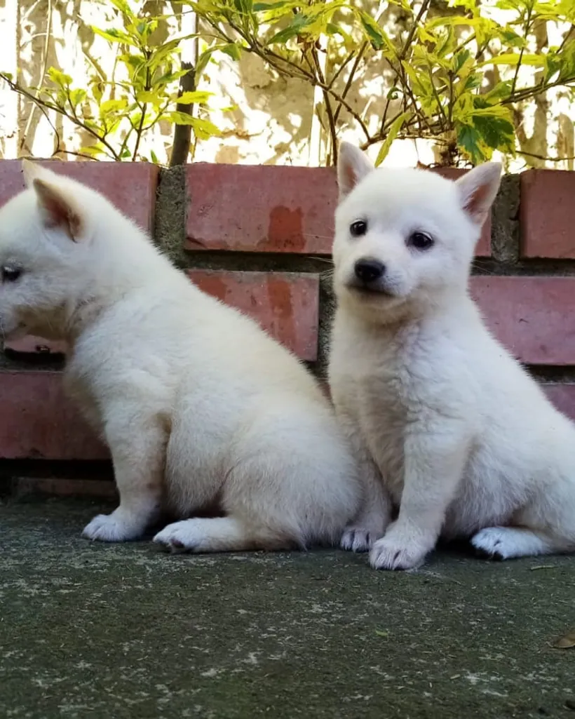 Shiba Inu de raza pura — Mascooriente