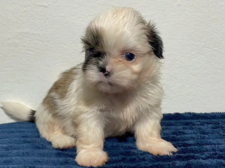 Shih Tzu — carácter y personalidad
