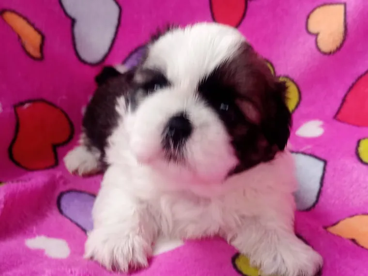 Shih Tzu — cuidados
