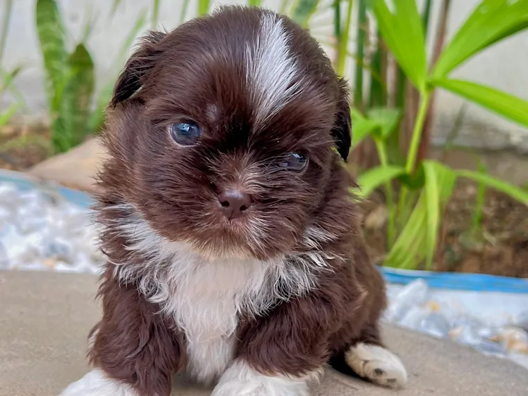 Shih Tzu de raza pura en casa — Mascooriente