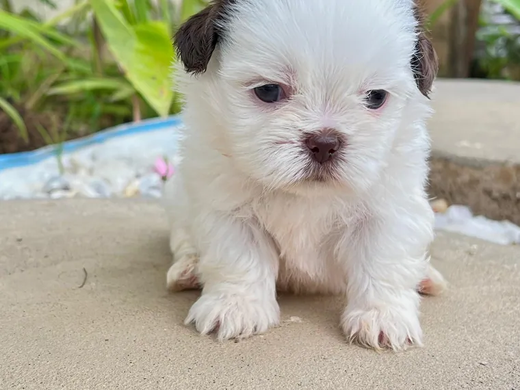 Shih Tzu de raza pura — Mascooriente