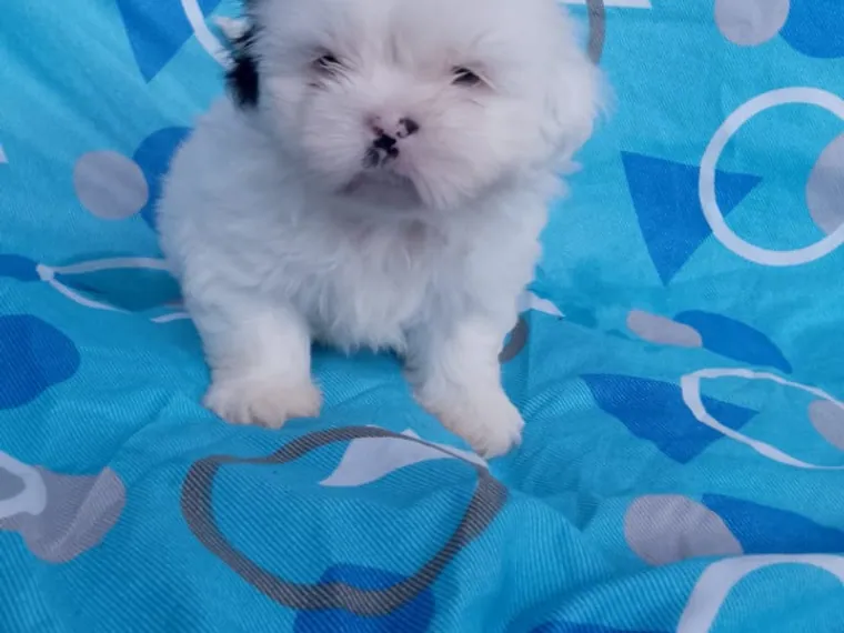 Shih Tzu de raza pura — Mascooriente