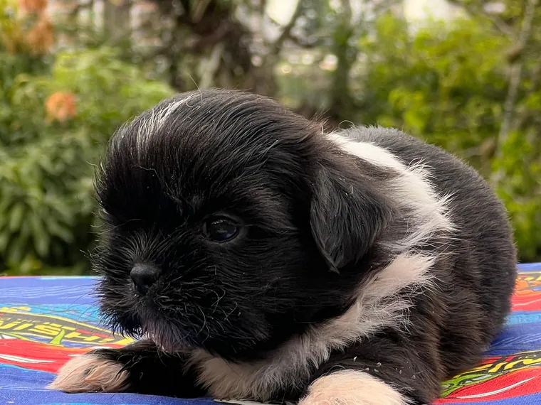 Shih Tzu de raza pura — Mascooriente