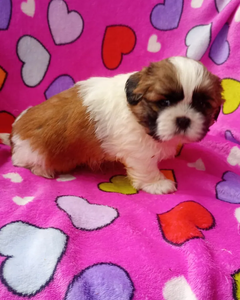 Shih Tzu