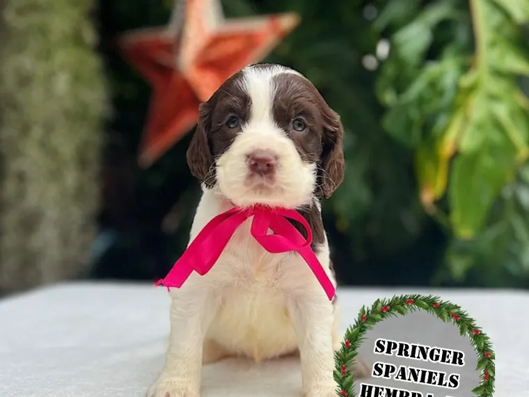 Springer Spaniel — carácter y personalidad