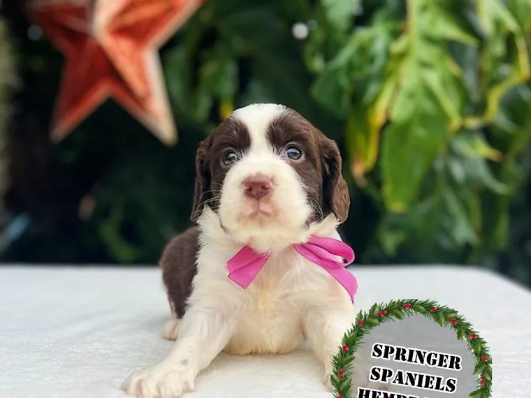 Springer Spaniel — cuidados