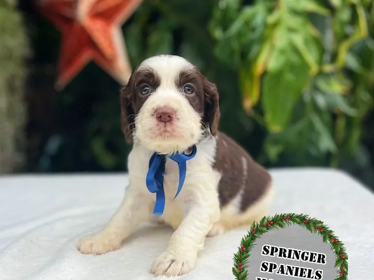 Springer Spaniel de raza pura en casa — Mascooriente