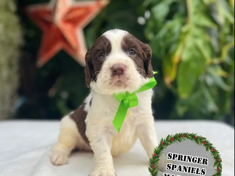 Springer Spaniel de raza pura — Mascooriente
