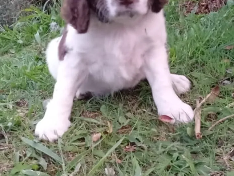 Springer Spaniel de raza pura — Mascooriente