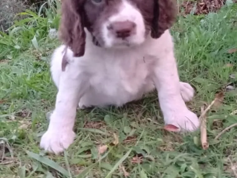 Springer Spaniel de raza pura — Mascooriente
