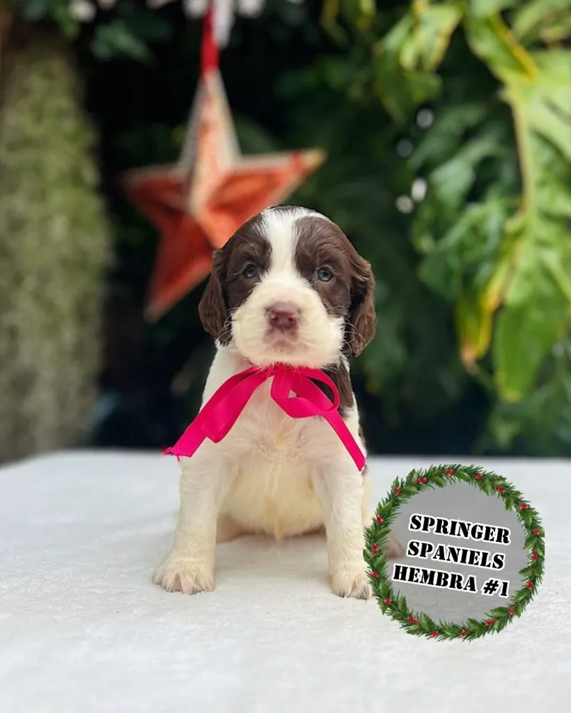 Springer Spaniel de raza pura — Mascooriente