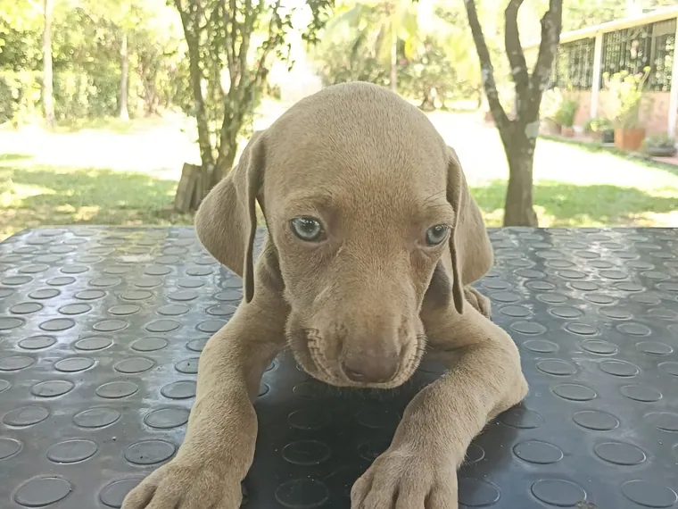 Weimaraner — carácter y personalidad
