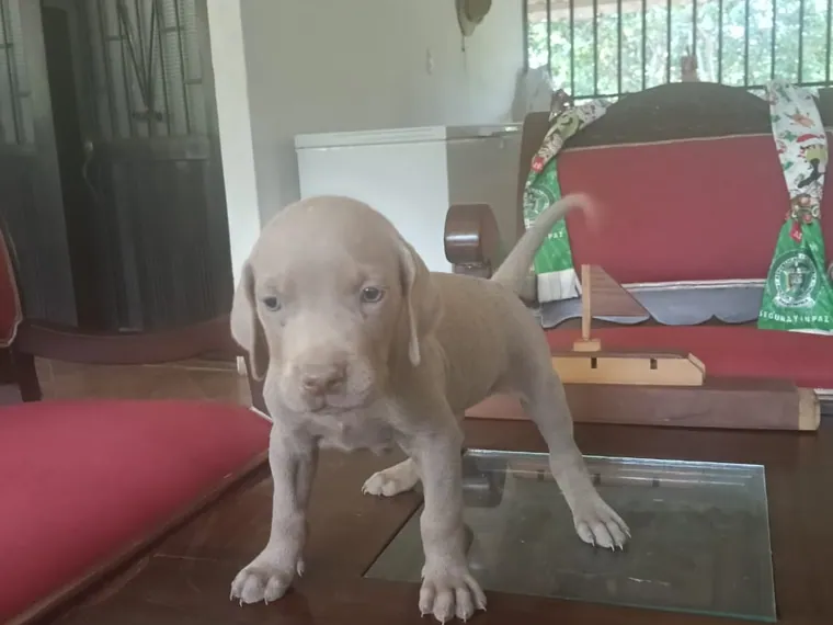 Weimaraner — cuidados