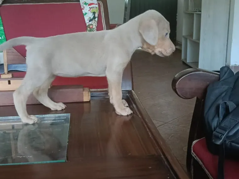 Weimaraner de raza pura en casa — Mascooriente